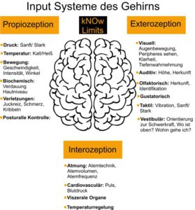 Inputsysteme Gehirn